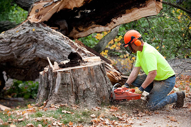 Dead Tree Removal